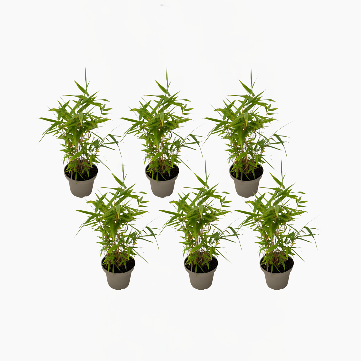Bamboo Shrubs Bambus - 6Er-Set - Fargesia Nitida 'Black Dragon' - Höhe 25-40Cm - ⌀14Cm 