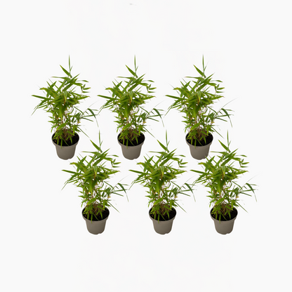Bamboo Shrubs Bambus - 6Er-Set - Fargesia Nitida 'Black Dragon' - Höhe 25-40Cm - ⌀14Cm 