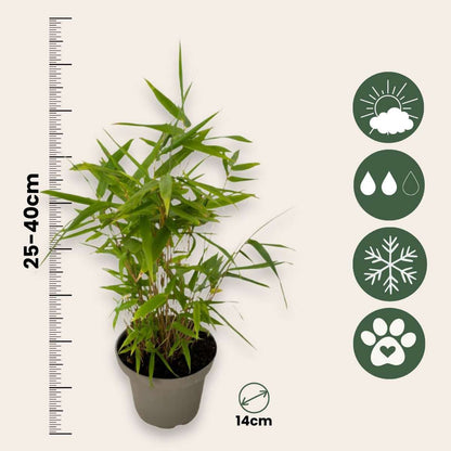 Bamboo Shrubs Bambus - 6Er-Set - Fargesia Nitida 'Black Dragon' - Höhe 25-40Cm - ⌀14Cm 