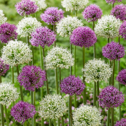 Alliumzwiebeln - 15 Stk - Allium 'Purple, 'White' - Blumenzwiebeln - Lila 