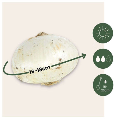 Alliumzwiebeln - 15 Stk - Allium 'Purple, 'White' - Blumenzwiebeln - Lila 