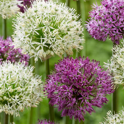 Alliumzwiebeln - 15 Stk - Allium 'Purple, 'White' - Blumenzwiebeln - Lila 