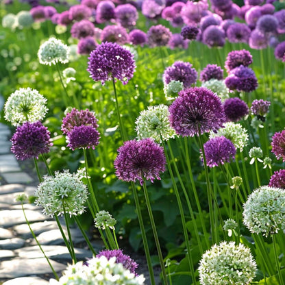 Alliumzwiebeln - 15 Stk - Allium 'Purple, 'White' - Blumenzwiebeln - Lila 