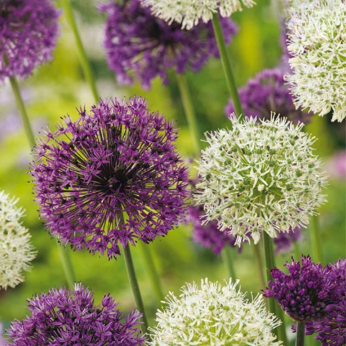 Alliumzwiebeln - 15 Stk - Allium 'Purple, 'White' - Blumenzwiebeln - Lila 