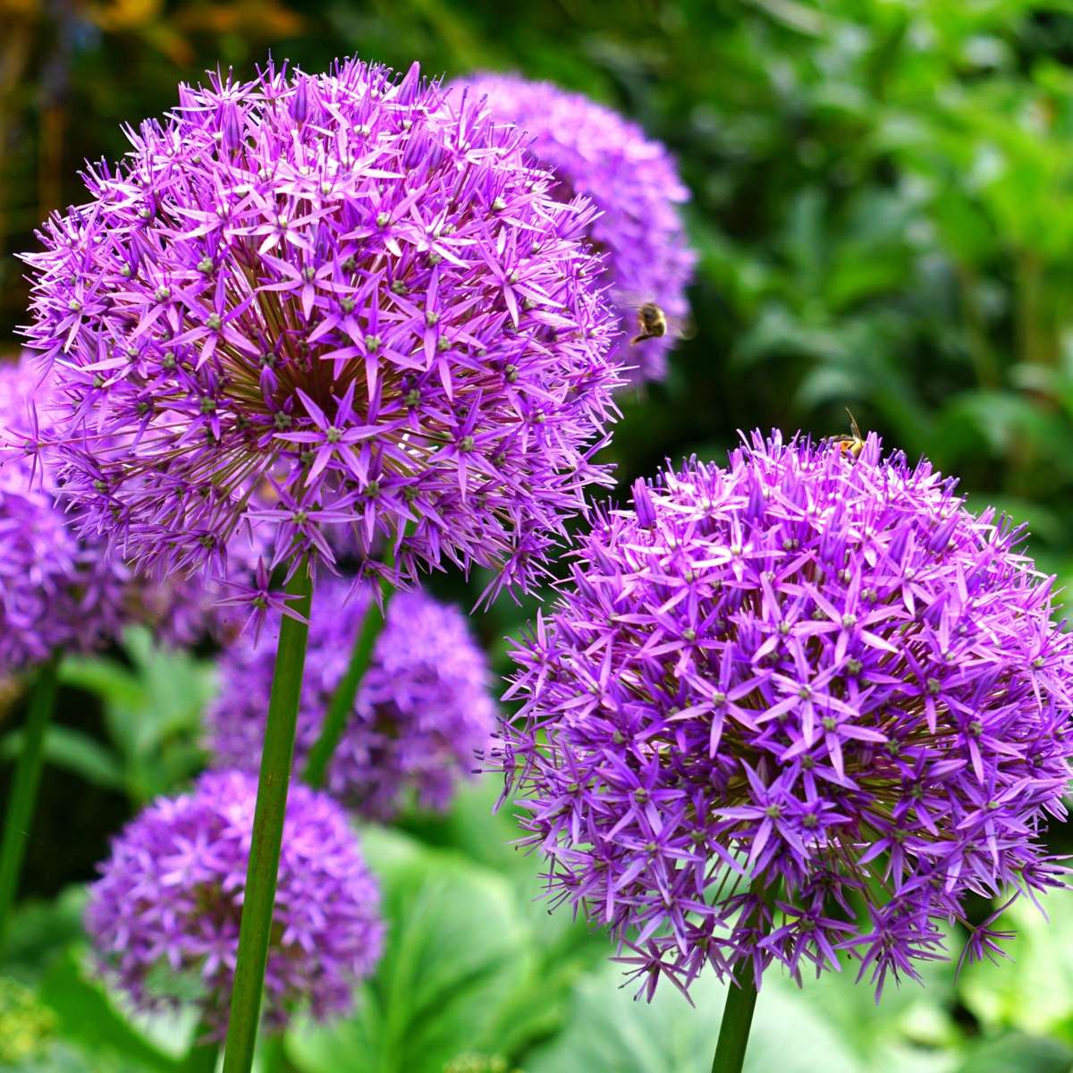 Alliumzwiebeln - 15 Stk - Allium 'Purple, 'White' - Blumenzwiebeln - Lila 