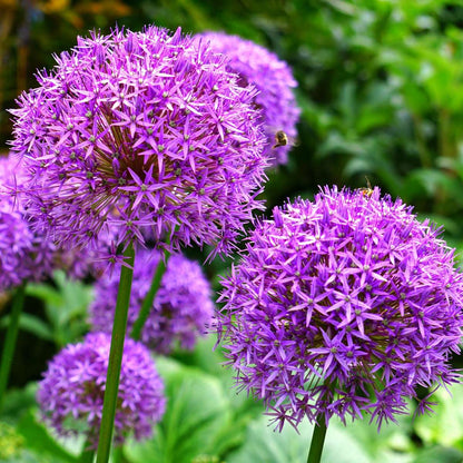 Alliumzwiebeln - 15 Stk - Allium 'Purple, 'White' - Blumenzwiebeln - Lila 