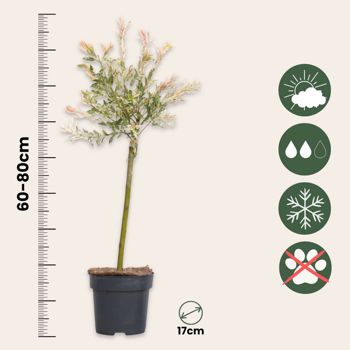 Other Shrubs Zierweide - Salix Integra 'Flamingo' - Höhe 60-80Cm - Topf 17Cm 