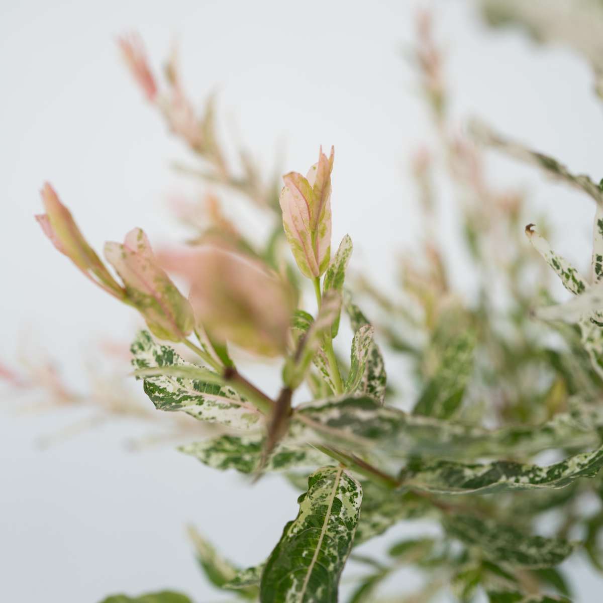 Other Shrubs Zierweide - Salix Integra 'Flamingo' - Höhe 60-80Cm - Topf 17Cm 