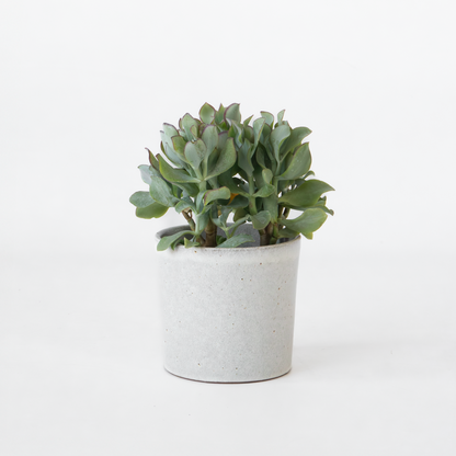 Succulents Jadepflanze - Crassula Arborescens 'Curly' - Höhe 15-25 Cm - Topf 12 Cm 