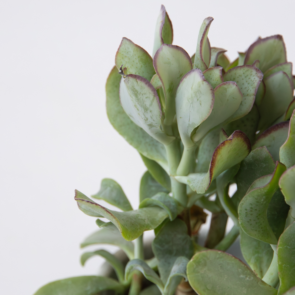 Succulents Jadepflanze - Crassula Arborescens 'Curly' - Höhe 15-25 Cm - Topf 12 Cm 