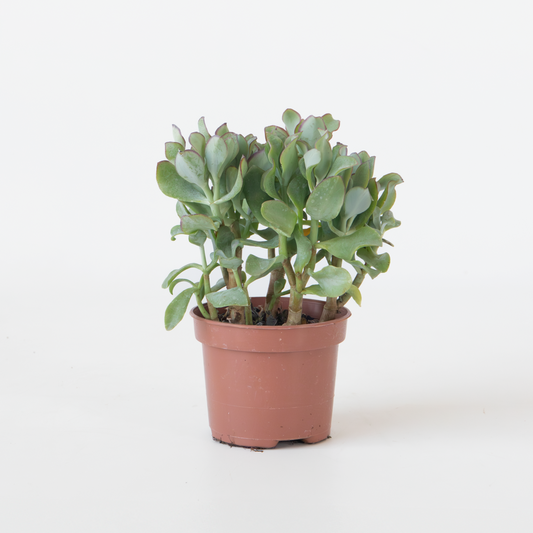 Succulents Jadepflanze - Crassula Arborescens 'Curly' - Höhe 15-25 Cm - Topf 12 Cm 