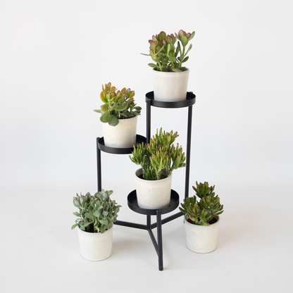 Succulents Jadepflanze - Crassula Arborescens 'Curly' - Höhe 15-25 Cm - Topf 12 Cm 