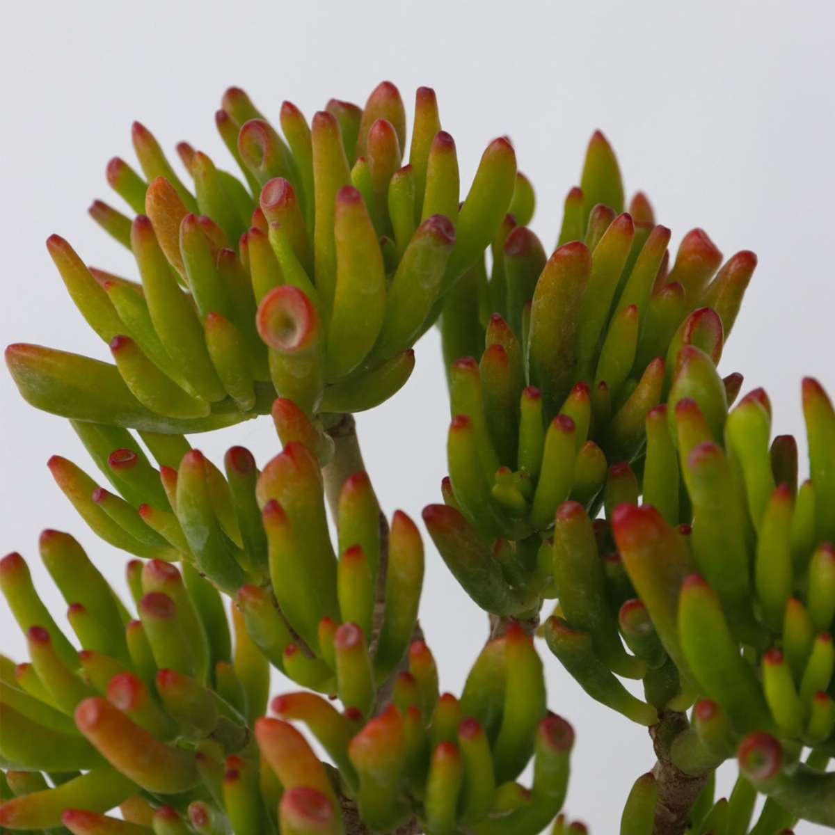 Succulents Jadepflanze - Crassula Ovata 'Hobbit' - Höhe 10-20Cm - ⌀12Cm 