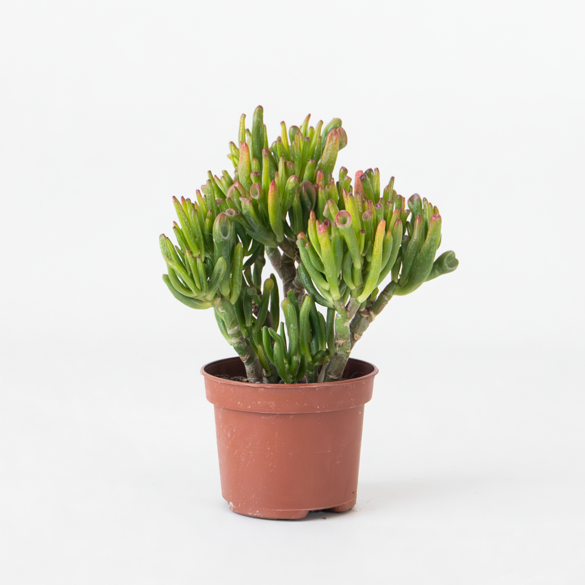 Succulents Jadepflanze - Crassula Ovata 'Hobbit' - Höhe 10-20Cm - ⌀12Cm 