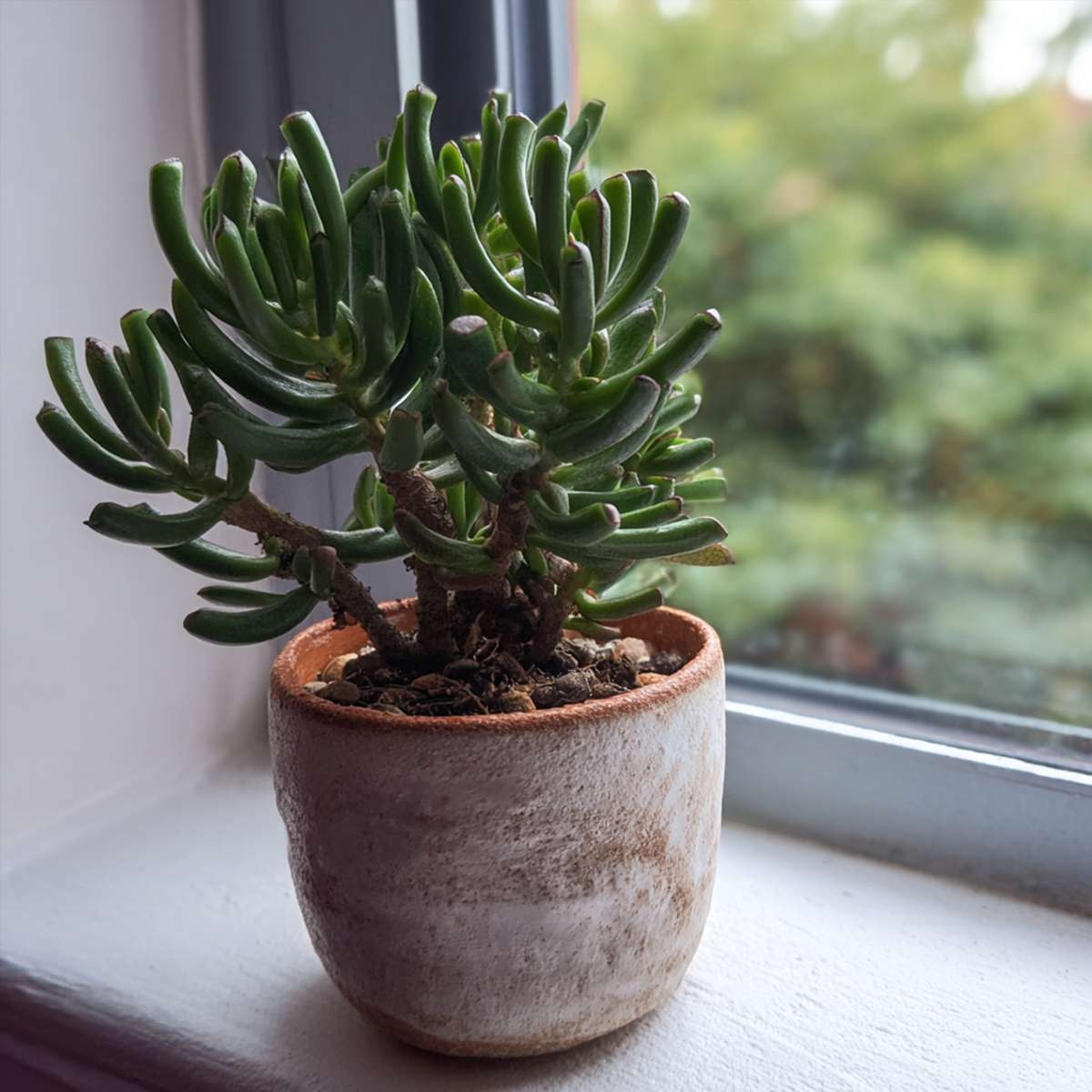 Succulents Jadepflanze - Crassula Ovata 'Hobbit' - Höhe 10-20Cm - ⌀12Cm 