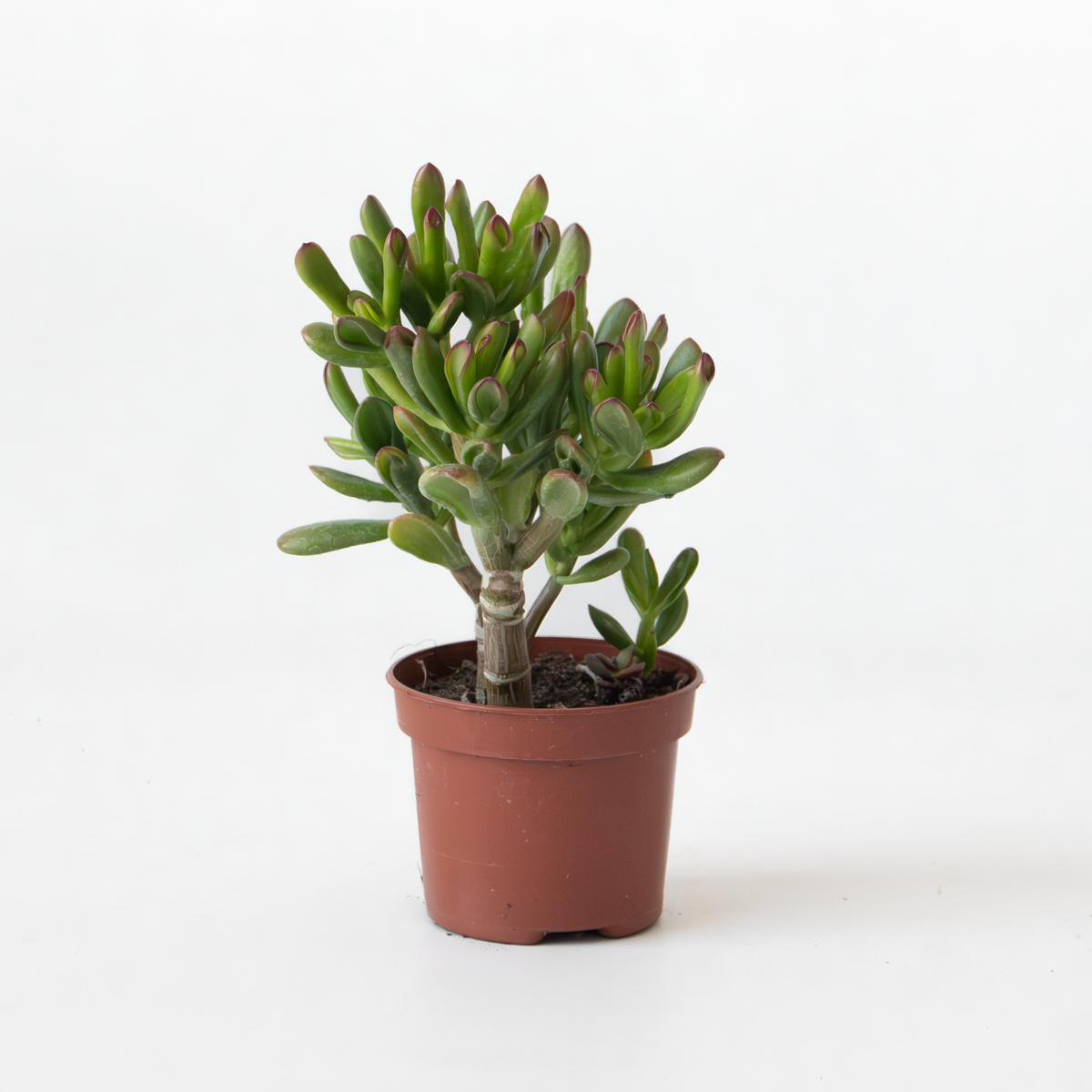 Succulents Pfennigbaum - Crassula Ovata 'Gollum' - Höhe 15-25 Cm - Topf 12 Cm 