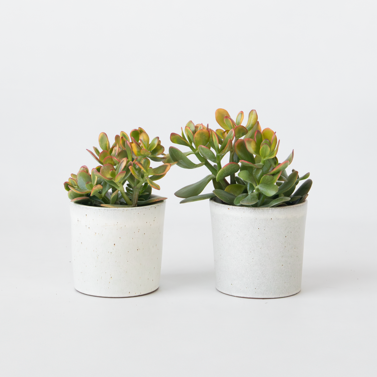 Succulents Jadepflanze - 2Er Set - Crassula Ovata 'Sunset' - Höhe 15-20Cm - ⌀12Cm 