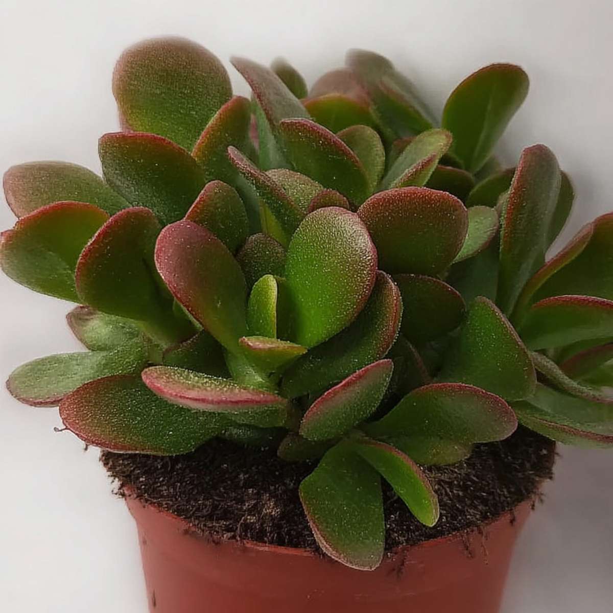 Succulents Jadepflanze - 2Er Set - Crassula Ovata 'Sunset' - Höhe 15-20Cm - ⌀12Cm 