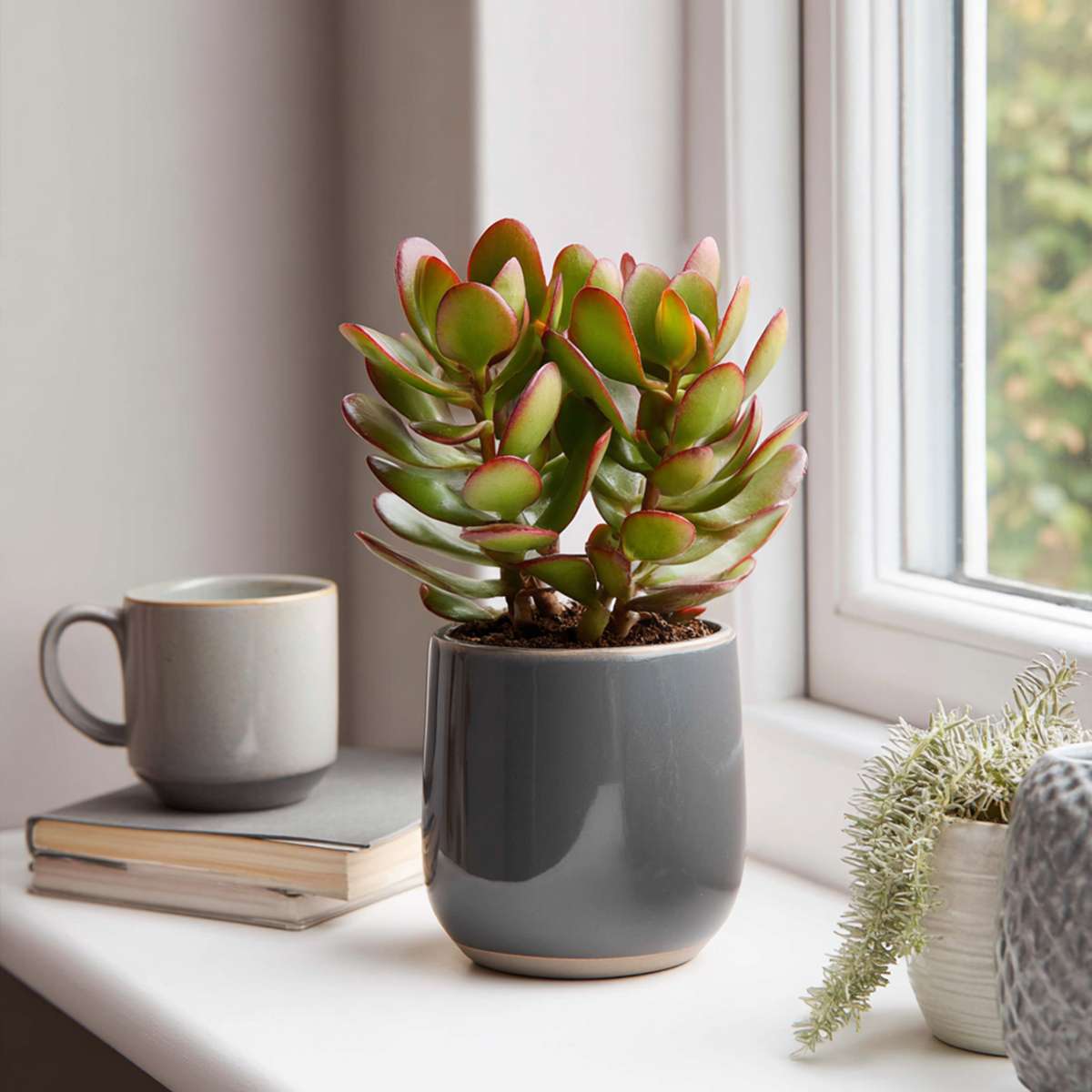 Succulents Jadepflanze - 2Er Set - Crassula Ovata 'Sunset' - Höhe 15-20Cm - ⌀12Cm 