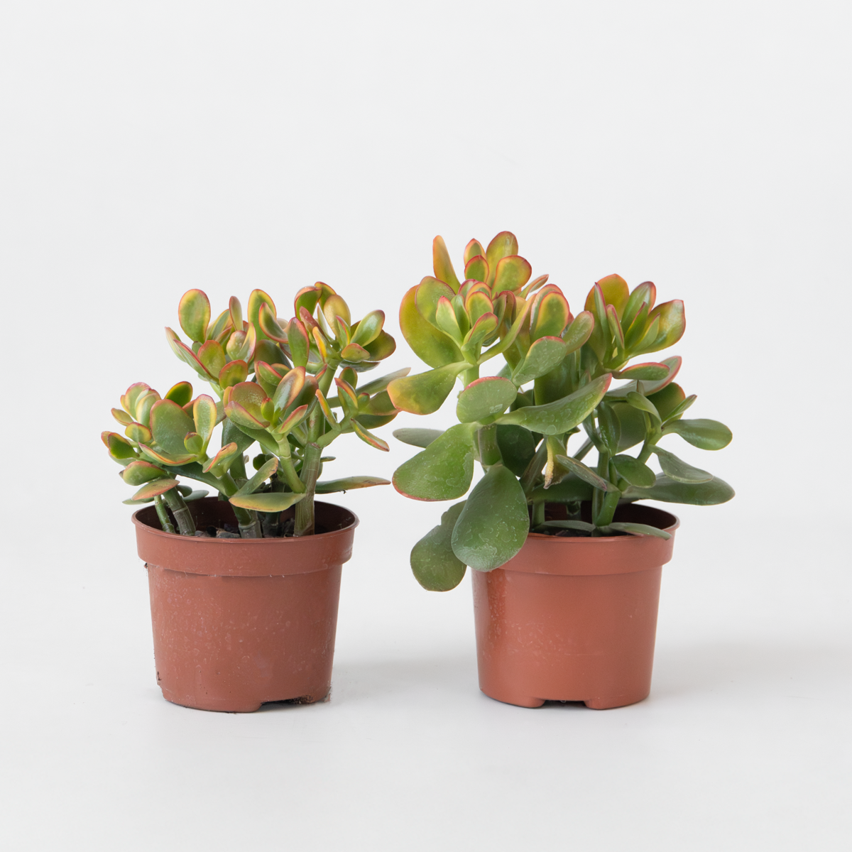 Succulents Jadepflanze - 2Er Set - Crassula Ovata 'Sunset' - Höhe 15-20Cm - ⌀12Cm 
