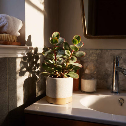 Succulents Jadepflanze - 2Er Set - Crassula Ovata 'Sunset' - Höhe 15-20Cm - ⌀12Cm 