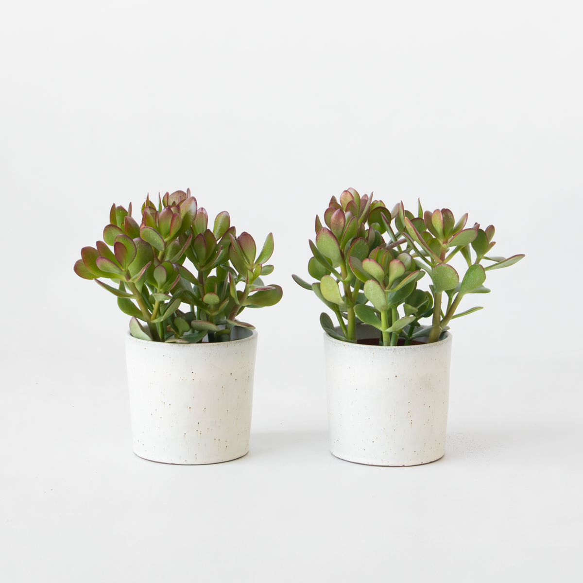 Succulents Jade-Pflanze - 2Er Set - Crassula Ovata - Höhe 15-25Cm - Ø12Cm 
