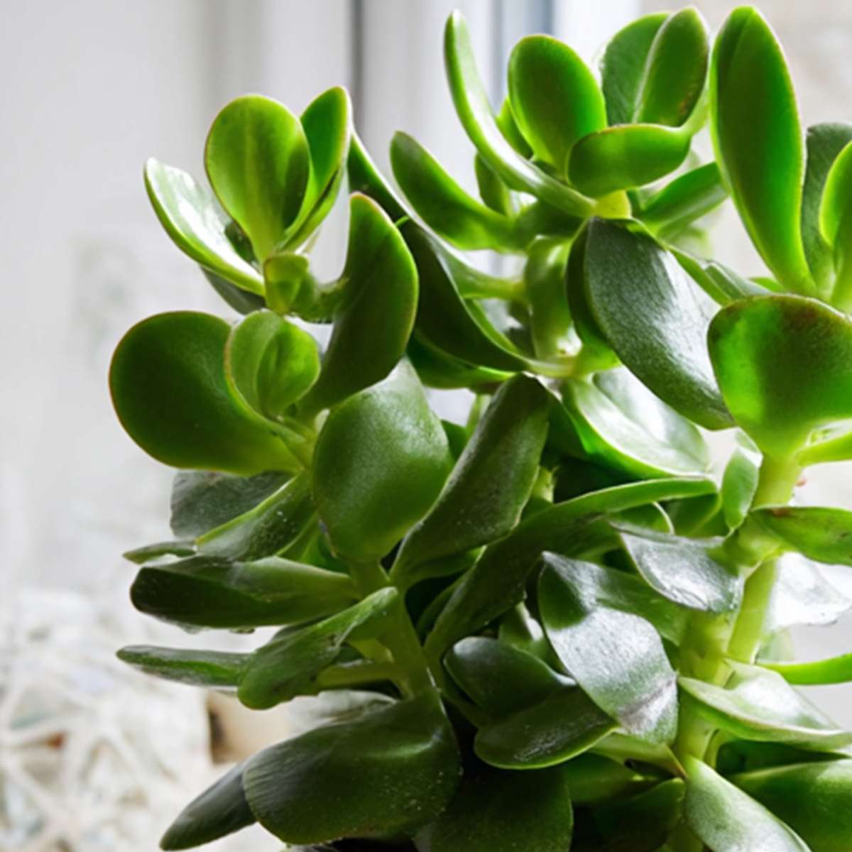Succulents Jade-Pflanze - 2Er Set - Crassula Ovata - Höhe 15-25Cm - Ø12Cm 