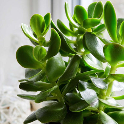 Succulents Jade-Pflanze - 2Er Set - Crassula Ovata - Höhe 15-25Cm - Ø12Cm 