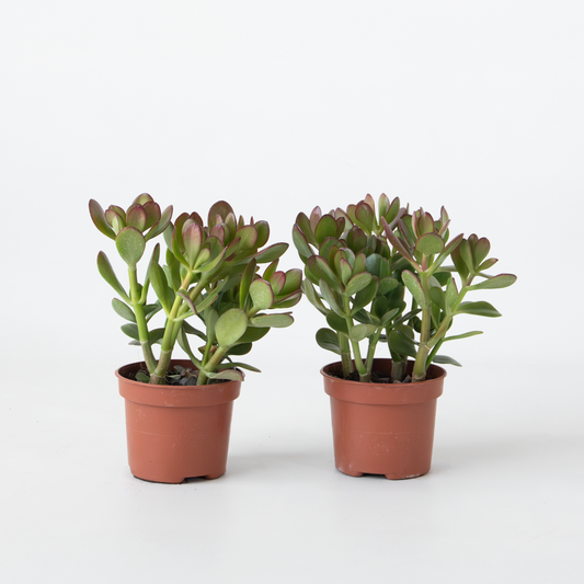 Succulents Jade-Pflanze - 2Er Set - Crassula Ovata - Höhe 15-25Cm - Ø12Cm 
