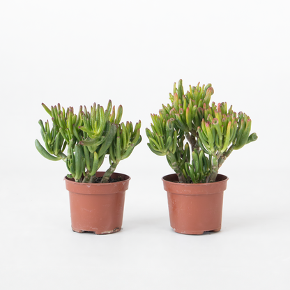 Succulents Jadepflanze - 2Er Set - Crassula Ovata 'Hobbit' - Höhe 10-20Cm - ⌀12Cm 