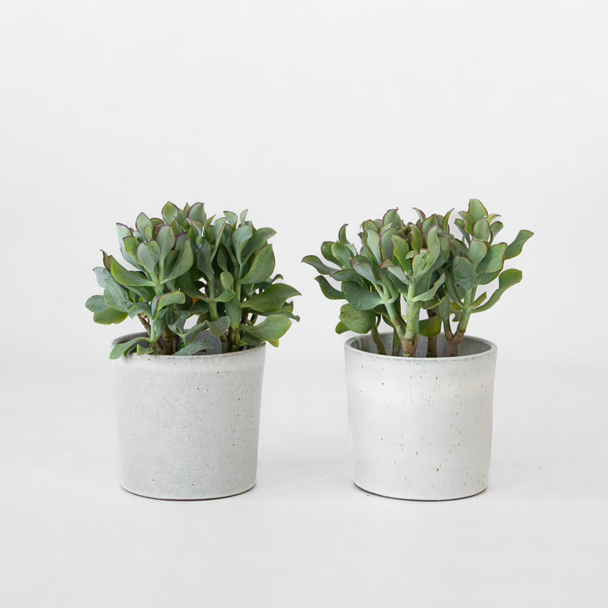Succulents Jadepflanze - 2Er-Set - Crassula Arborescens 'Curly' - Topf 12 Cm 