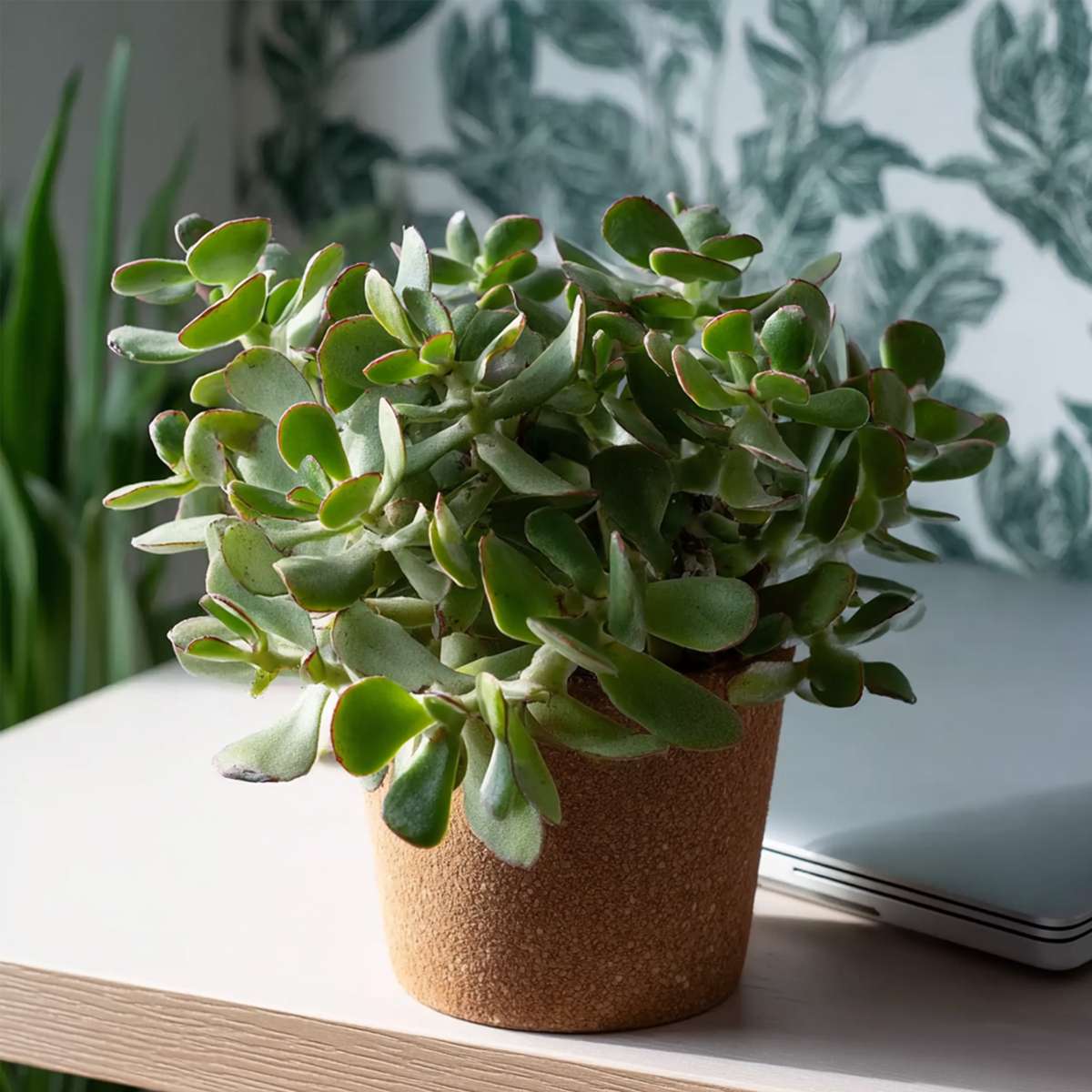 Succulents Jadepflanze - 2Er-Set - Crassula Arborescens 'Curly' - Topf 12 Cm 
