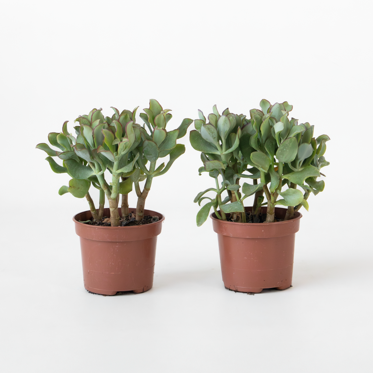 Succulents Jadepflanze - 2Er-Set - Crassula Arborescens 'Curly' - Topf 12 Cm 