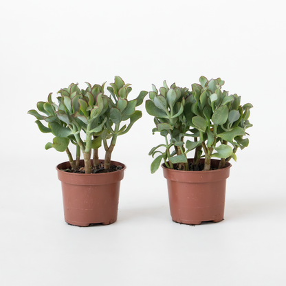 Succulents Jadepflanze - 2Er-Set - Crassula Arborescens 'Curly' - Topf 12 Cm 