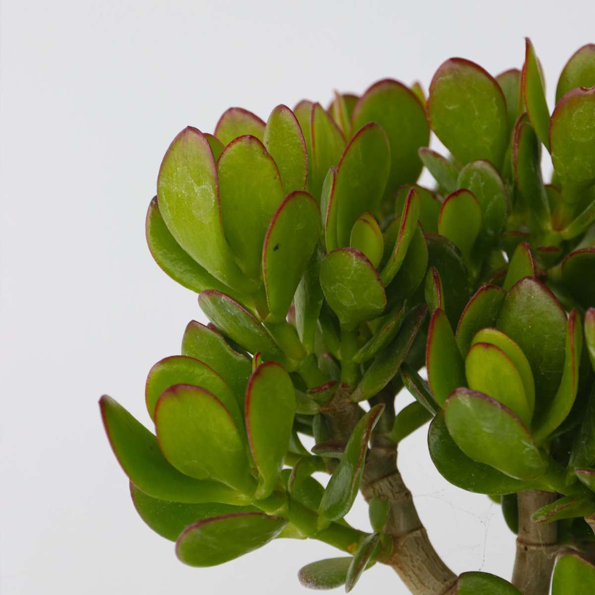 Succulents Jade-Pflanze - Crassula Ovata - Höhe 15-25Cm - Ø12Cm 