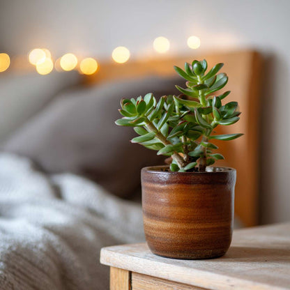 Succulents Jade-Pflanze - Crassula Ovata - Höhe 15-25Cm - Ø12Cm 