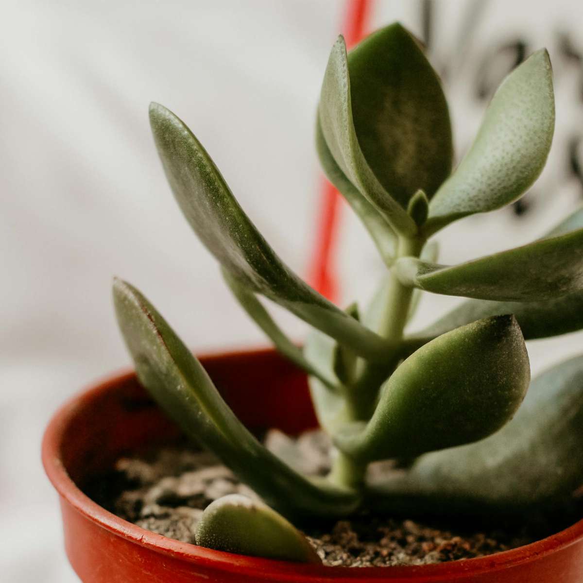 Succulents Jade-Pflanze - Crassula Ovata - Höhe 15-25Cm - Ø12Cm 