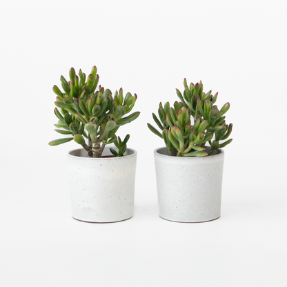 Succulents Pfennigbaum - 2Er Set - Crassula Ovata 'Gollum' - Höhe 15-25 Cm - Topf 12 Cm 