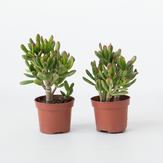 Succulents Pfennigbaum - 2Er Set - Crassula Ovata 'Gollum' - Höhe 15-25 Cm - Topf 12 Cm 