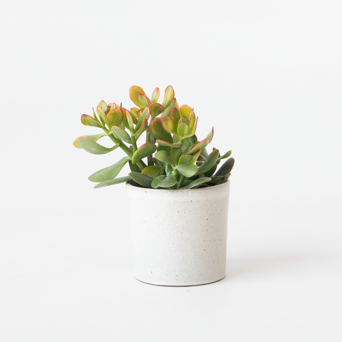 Succulents Jadepflanze - Crassula Ovata 'Sunset' - Höhe 15-20Cm - ⌀12Cm 