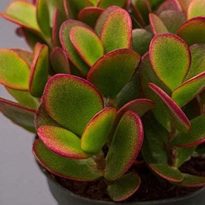 Succulents Jadepflanze - Crassula Ovata 'Sunset' - Höhe 15-20Cm - ⌀12Cm 