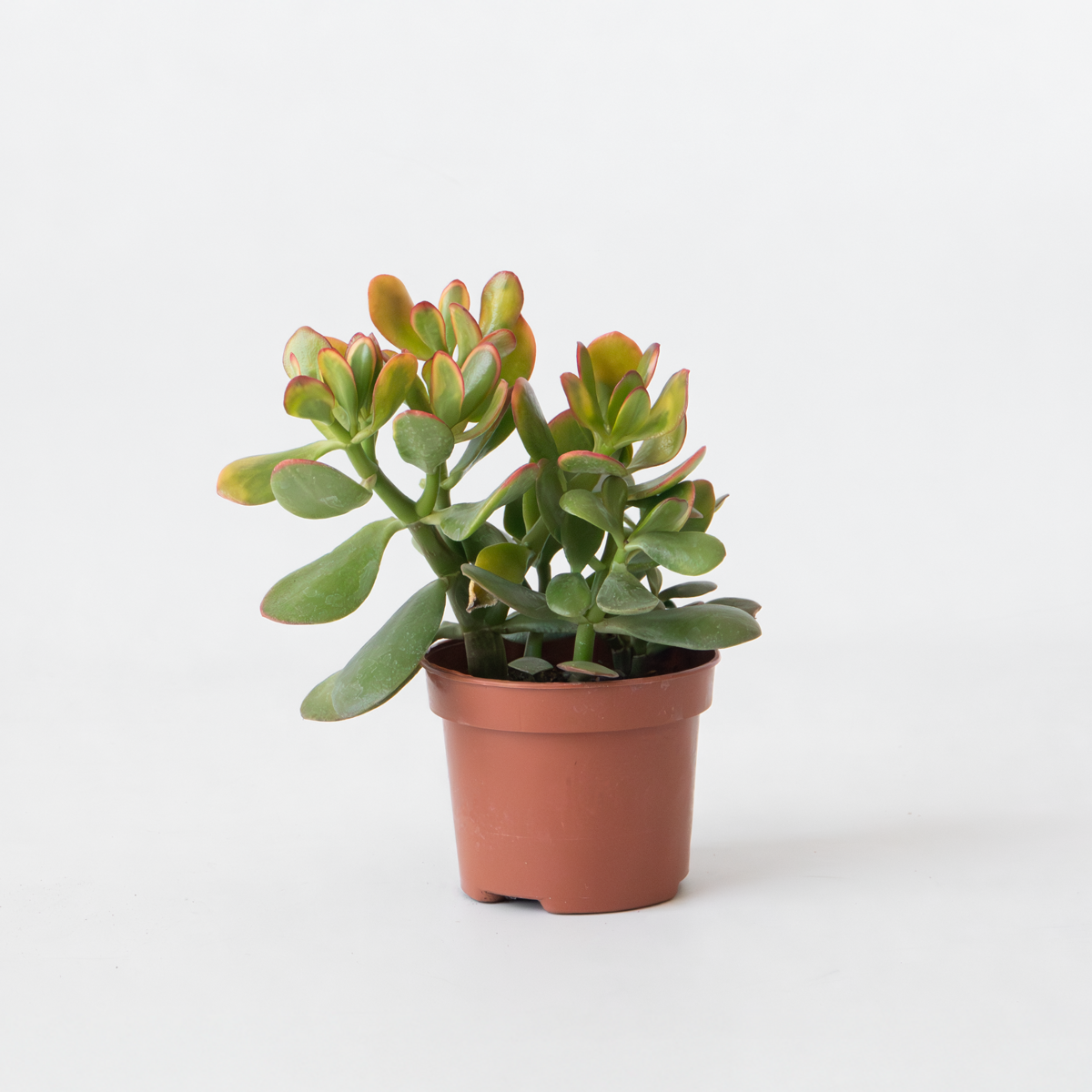 Succulents Jadepflanze - Crassula Ovata 'Sunset' - Höhe 15-20Cm - ⌀12Cm 
