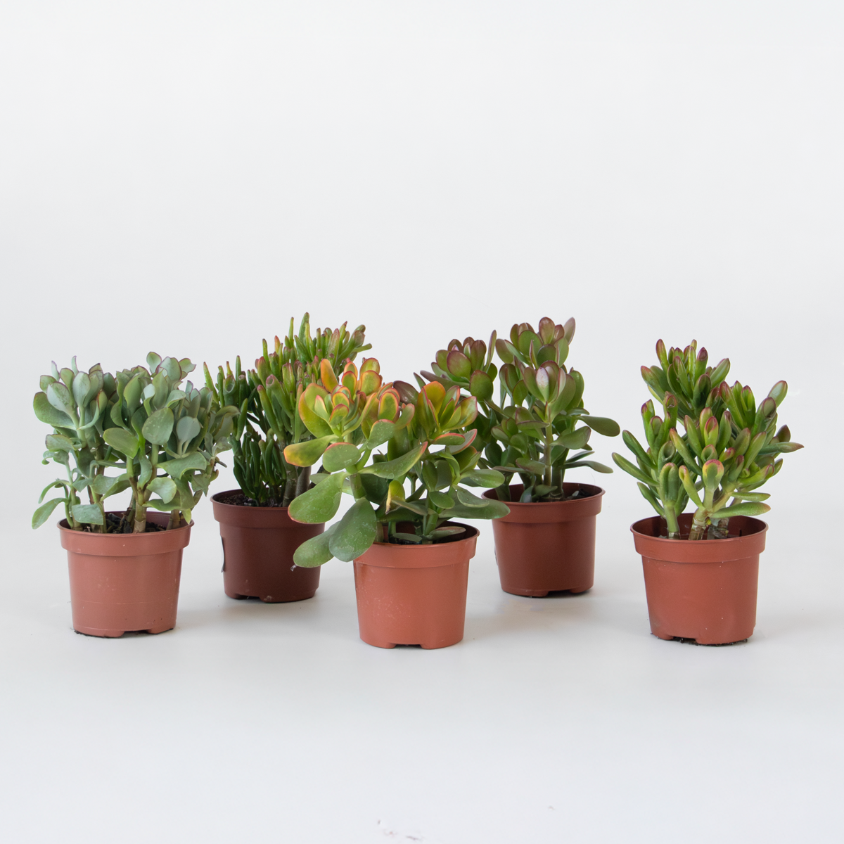 Succulents Geldbaum - Mix Aus 5 Crassula Ovata - Höhe 10-25 Cm - Topf 12 Cm 