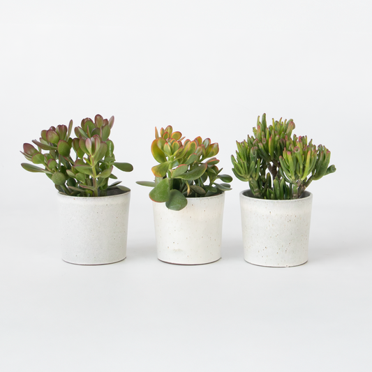 Succulents Geldbaum - 3Er-Set - Crassula Minor, Hobbit, Sunset - Höhe 10-25 Cm - Ø12 Cm 