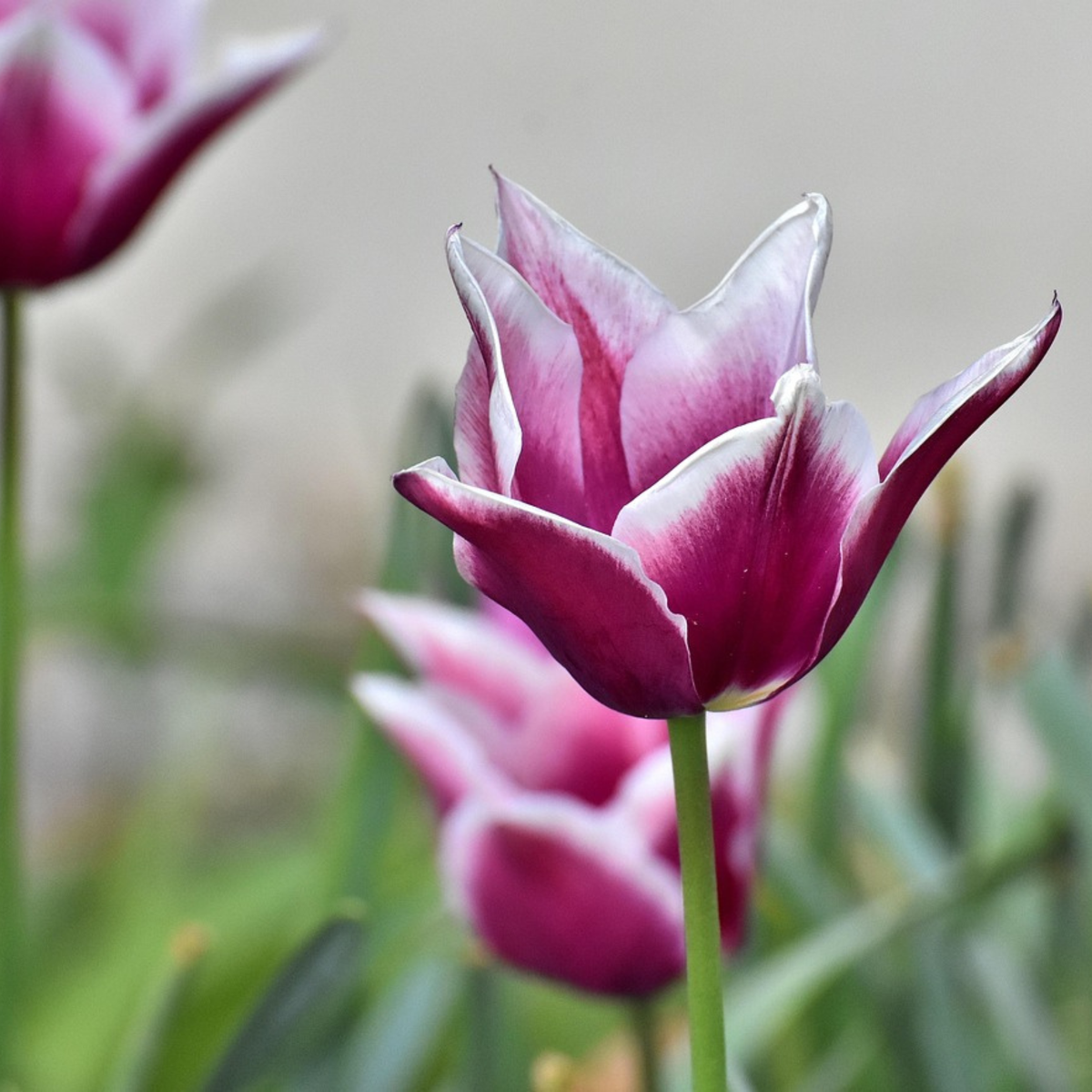 Tulip Tulpenzwiebeln - 35 Stk - Tulipa 'Blueberry' - Blumenzwiebeln - Lila 