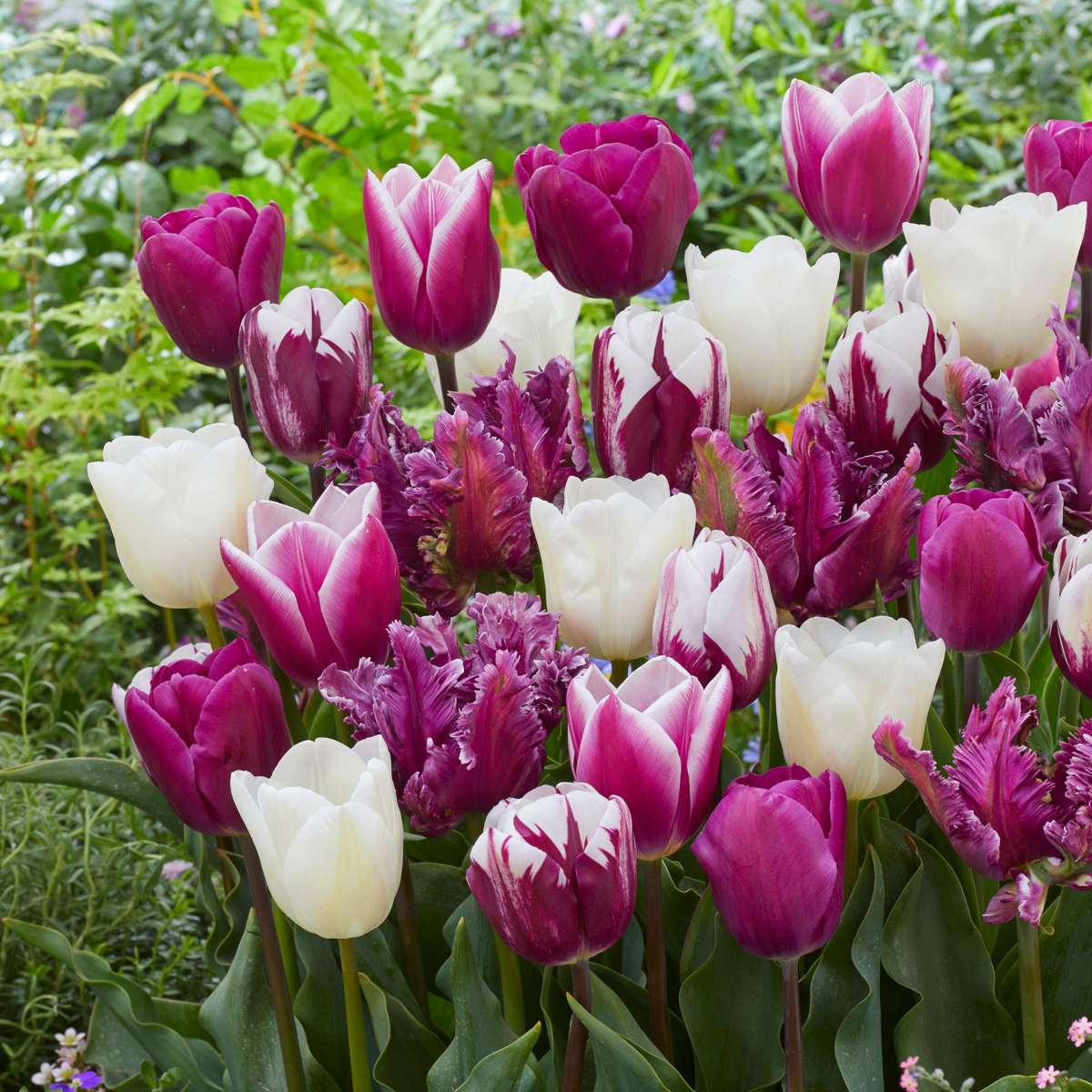 Tulip Tulpenzwiebeln - 35 Stk - Tulipa 'Pastel' - Blumenzwiebeln - Mehrfarbig 