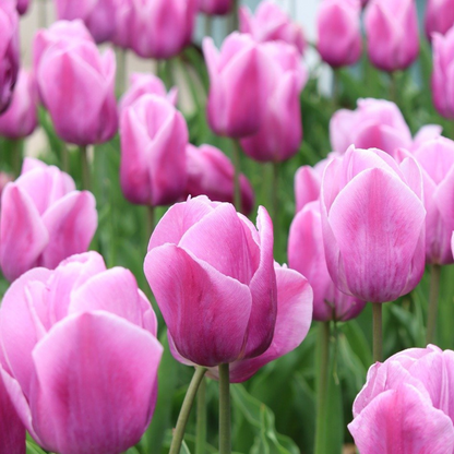 Tulip Tulpenzwiebeln - 35 Stk - Tulipa 'Pastel' - Blumenzwiebeln - Mehrfarbig 