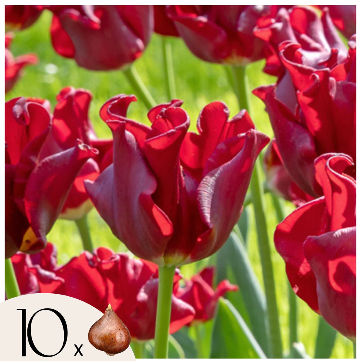 Tulip Tulpenzwiebeln 'Red Dress' - Set Mit 10 Stück - Winterhart & Mehrjährig 