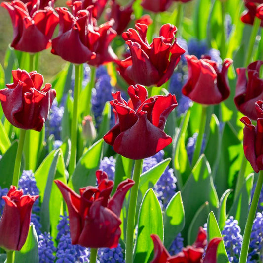 Tulip Tulpenzwiebeln 'Red Dress' - Set Mit 10 Stück - Winterhart & Mehrjährig 
