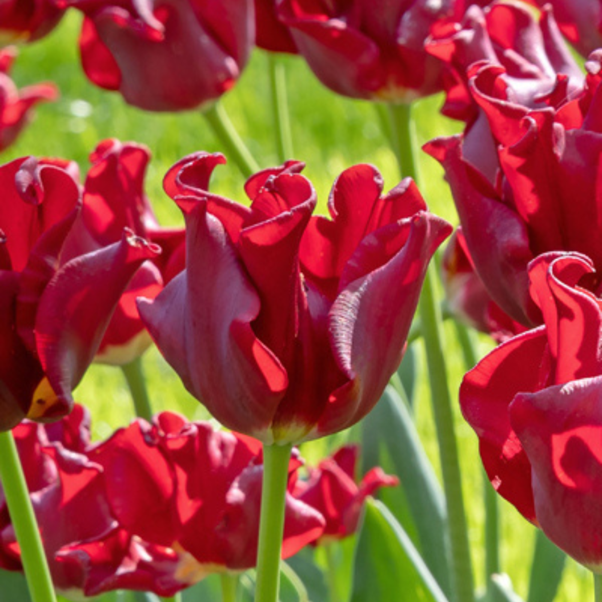 Tulip Tulpenzwiebeln 'Red Dress' - Set Mit 10 Stück - Winterhart & Mehrjährig 